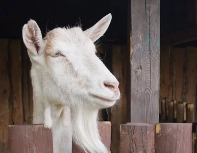 Miniatura: W Operze Krakowskiej występuje... koza