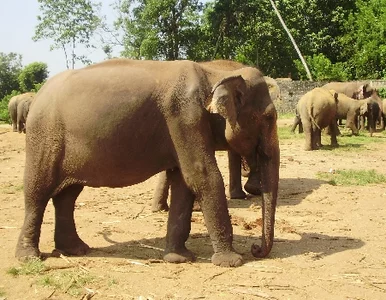 Miniatura: Niemcy: słonie czekały na autobus