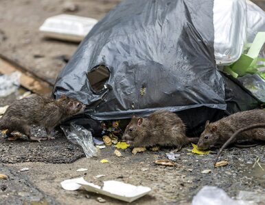 Miniatura: Plaga szczurów w rybackim miasteczku....