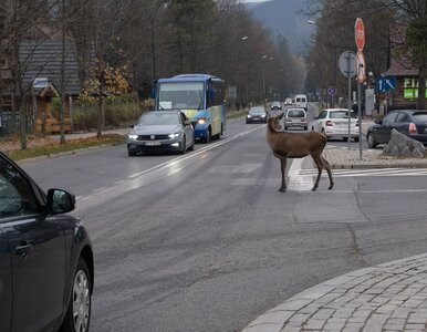 Miniatura: Kolizja z dzikiem zwierzęciem. W takiej...
