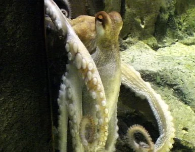 Miniatura: Ośmiornice walczą o miano nowego Paula