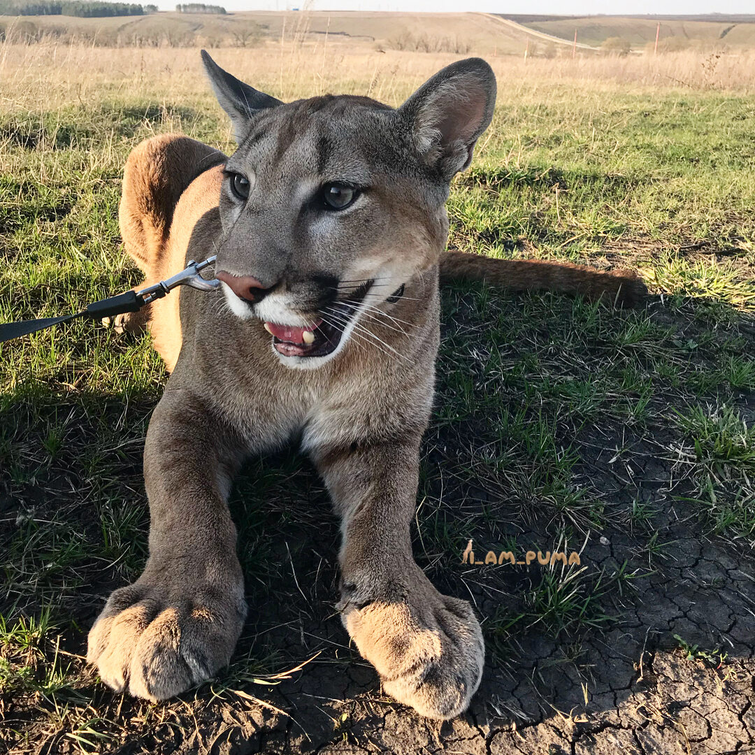 Puma Messi 