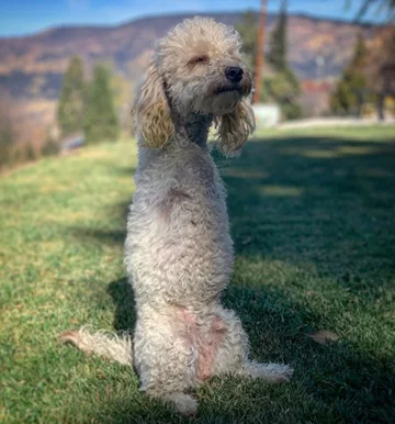 Piesek o imieniu Cora 