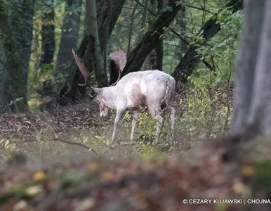 Miniatura: Takie zdjęcie to prawdziwa rzadkość. Udało...