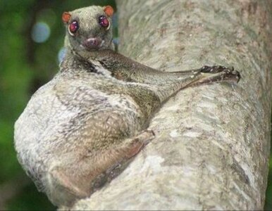 Miniatura: Nazywają je „latającymi lemurami”. Czym w...