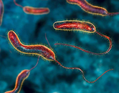 Miniatura: Cholera. Jak wyglądają objawy choroby? Nie...