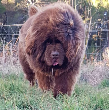Nowofundlandy w obiektywie włascicieli 