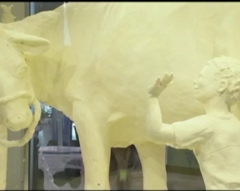 Miniatura: 200 kilogramów masła, czyli rzeźba... krowy