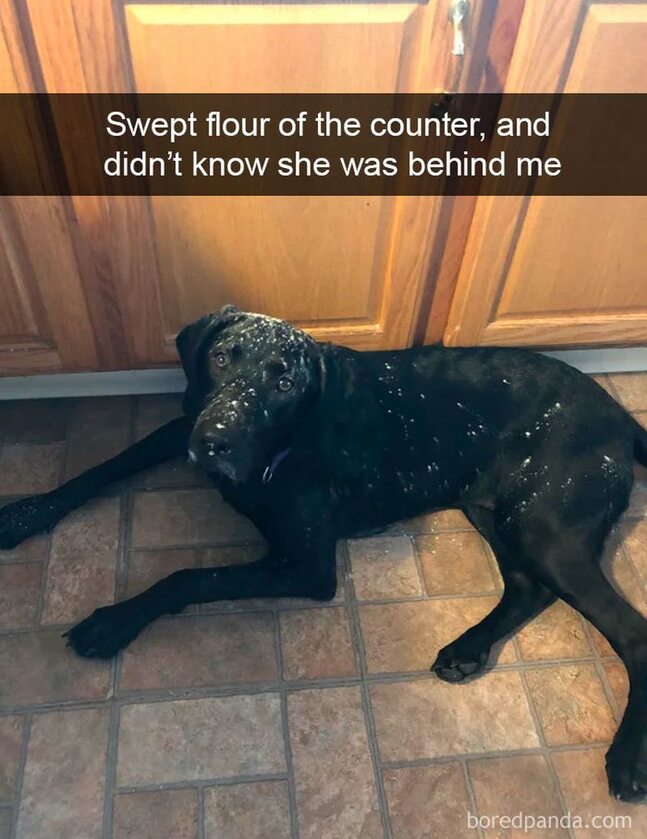 Kiedy wysypie ci się trochę mąki i dopiero wtedy zauważysz swojego psa 