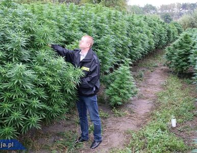 Miniatura: Ogromna plantacja marihuany zlikwidowana