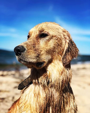 Golden retriever Moose 