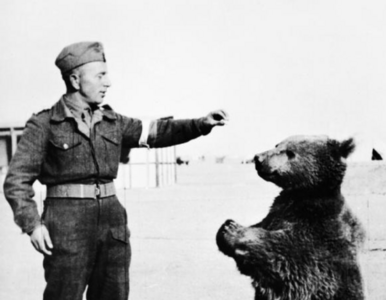 Miniatura: Niedźwiedź, który brał udział w bitwie pod...