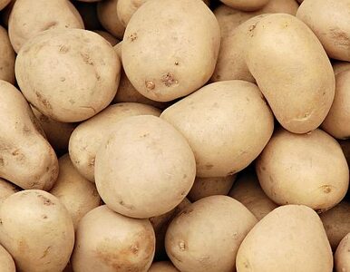 Miniatura: Rosja chce zwiększyć import ziemniaków z...