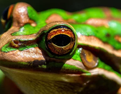 Miniatura: „Żabie sauny” receptą na ochronę gatunków....