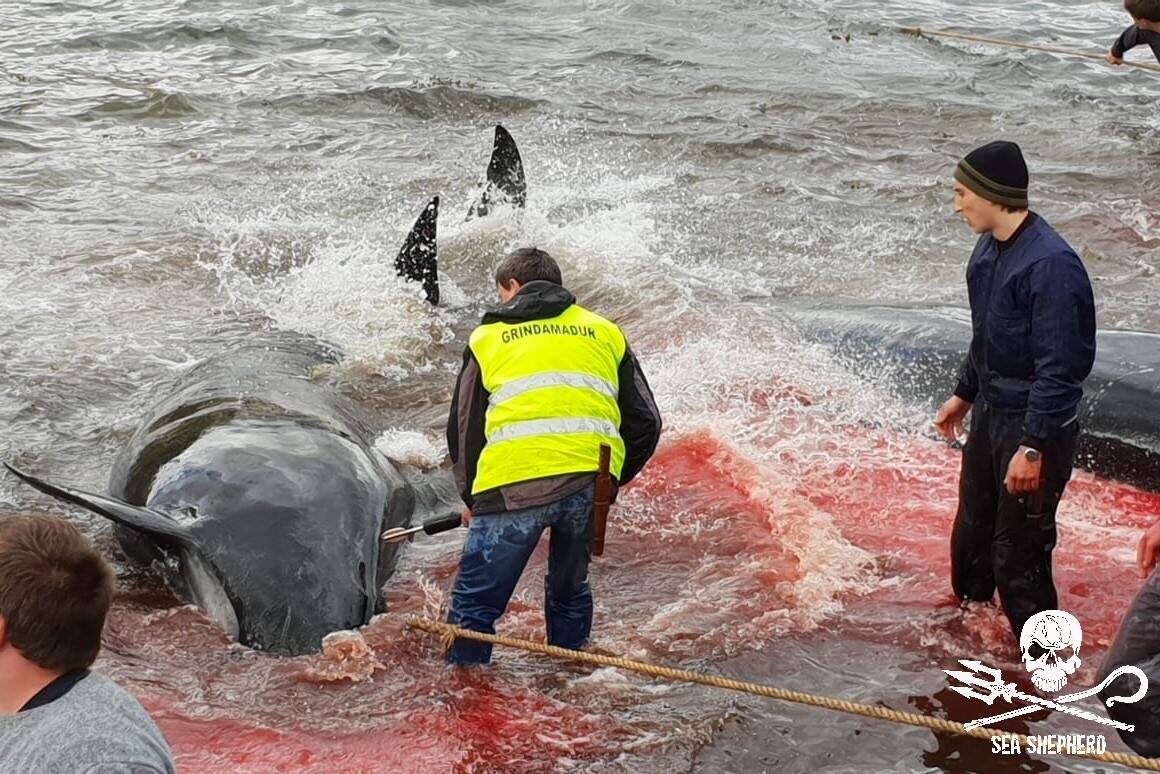 Życie straciło około 80 grindwali i 13 delfinów 