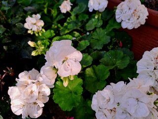 Pelargonie
