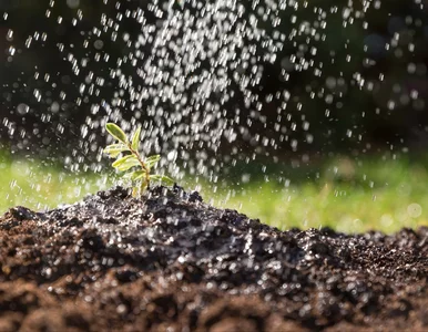 Miniatura: Podlej tym glebę w ogrodzie. Pędraki i...