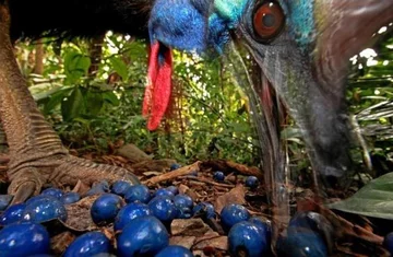 W kategorii Nature (Natura) najlepsza okazała się praca Christiana Zieglera pt. "Southern Cassowary" ("Kazuar hełmiasty").