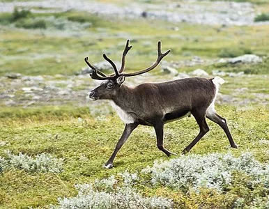 Miniatura: Bo renifer wpada w stres i trzeba go...