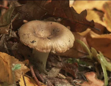 Miniatura: Grzyby jadalne też mogą spowodować zatrucie