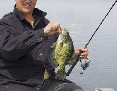 Miniatura: Złowił rybę, padł nowy rekord. W...