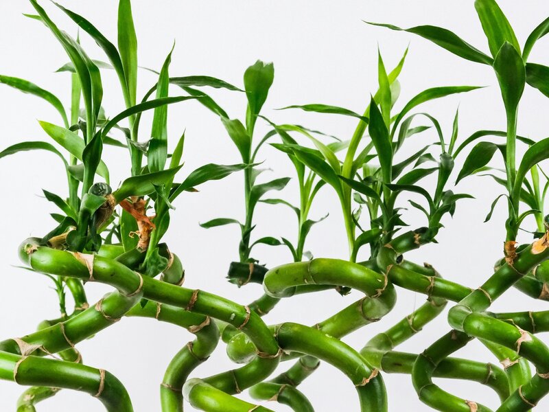 Bambus szczęścia (Dracaena sanderiana)