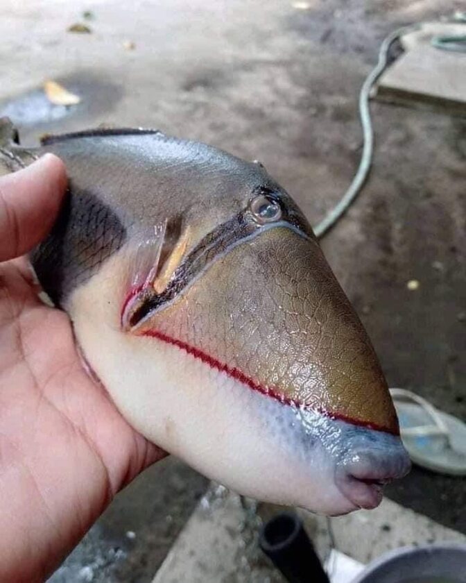 Ryba wyłowiona u wybrzeży Malezji 