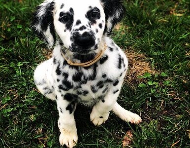 Miniatura: Golden retriever i dalmatyńczyk w jednym?...