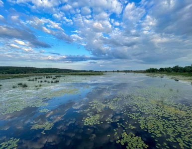 Miniatura: Niemieccy naukowcy przeanalizowali zdjęcia...