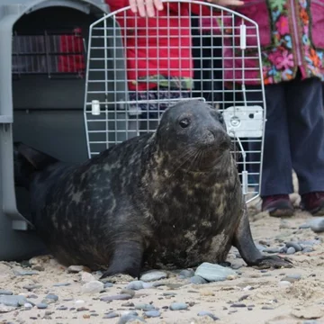 Foka uratowana przez organizację Seal Rescue Ireland 