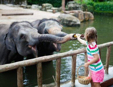 Miniatura: Niezwykłe ZOO przyciąga turystów....