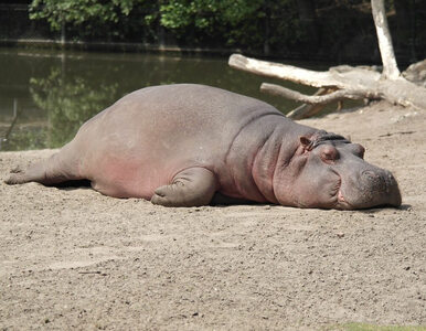 Miniatura: Zoo pokazało wyjątkowe nagranie. Tak...