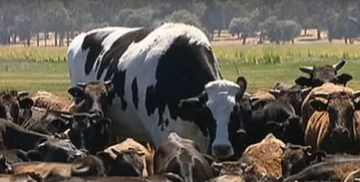 Siedmioletni byk ma 194 cm wysokości i waży 1,4 tony 