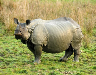 Miniatura: 23 miliony lat temu żył w Arktyce. Nowy...