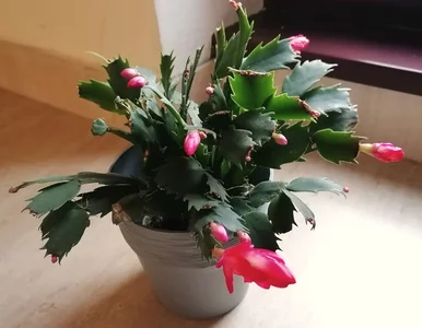 Miniatura: Podlej grudnika właśnie tak, a zakwitnie...