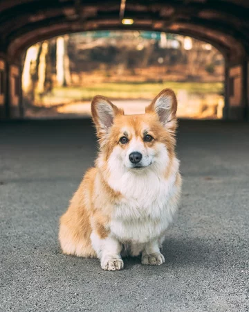 Maxine the Fluffy Corgi 