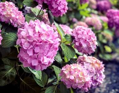 Miniatura: Pokrój i zakop to pod hortensją w marcu....