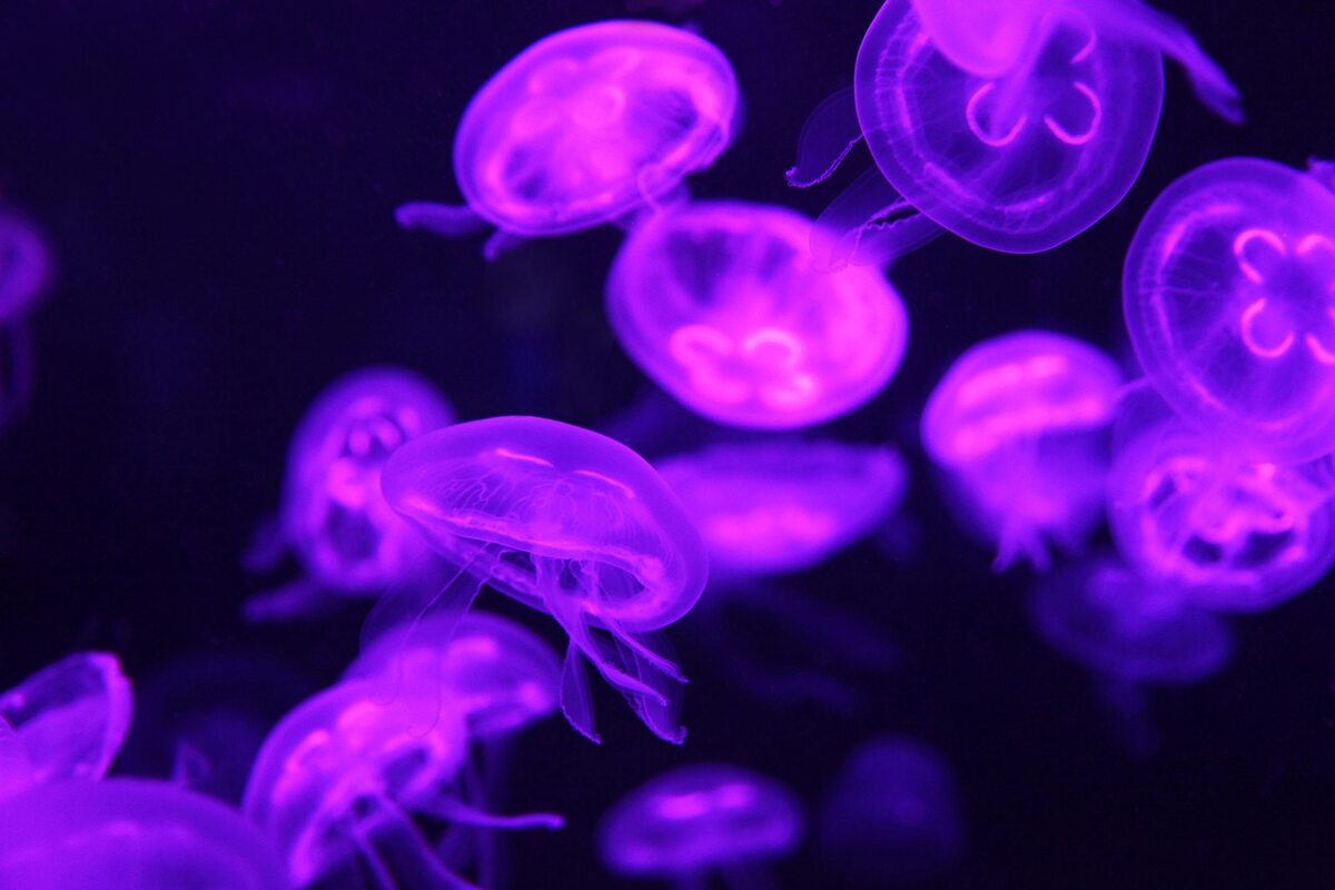 Fioletowe meduzy 