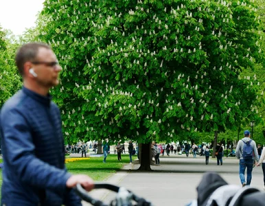 Miniatura: Ile jest dni wolnych w maju? Czekają nas...