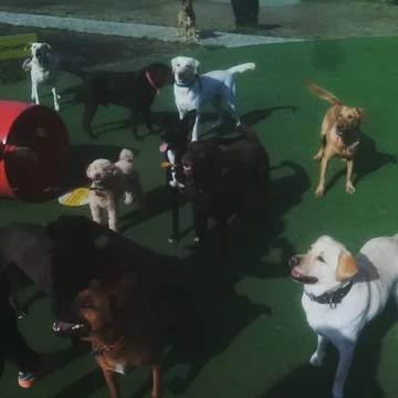 León Dario Sipes i jego podopieczni 