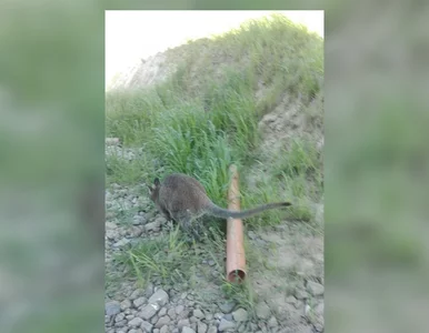 Miniatura: Ulice Krakowa przemierzał... kangur....