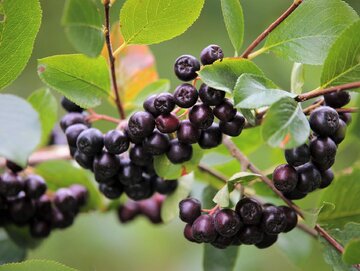 Aronia