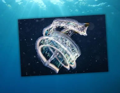 Miniatura: Wyglądają jak miniaturowe statki...