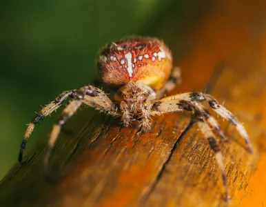 Miniatura: Naukowcy: Niektóre pająki wstrzykują coś...