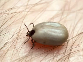 Miniatura: Tyle wystarczy. Prosty sposób, by kleszcze...
