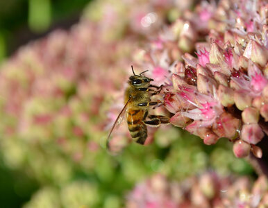 Miniatura: Jakie rośliny zwabią do ogrodu pszczoły i...