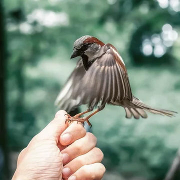 Autorem zdjęć jest Ossi Saarinen 