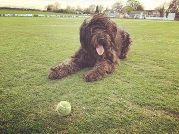 Pies rasy bergamasco 