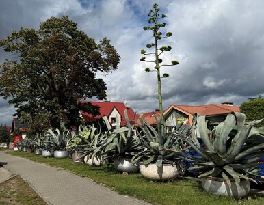 Miniatura: Botaniczna sensacja na Mazurach. Agawa...