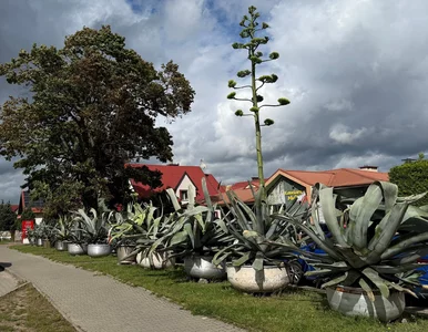 Miniatura: Botaniczna sensacja na Mazurach. Agawa...